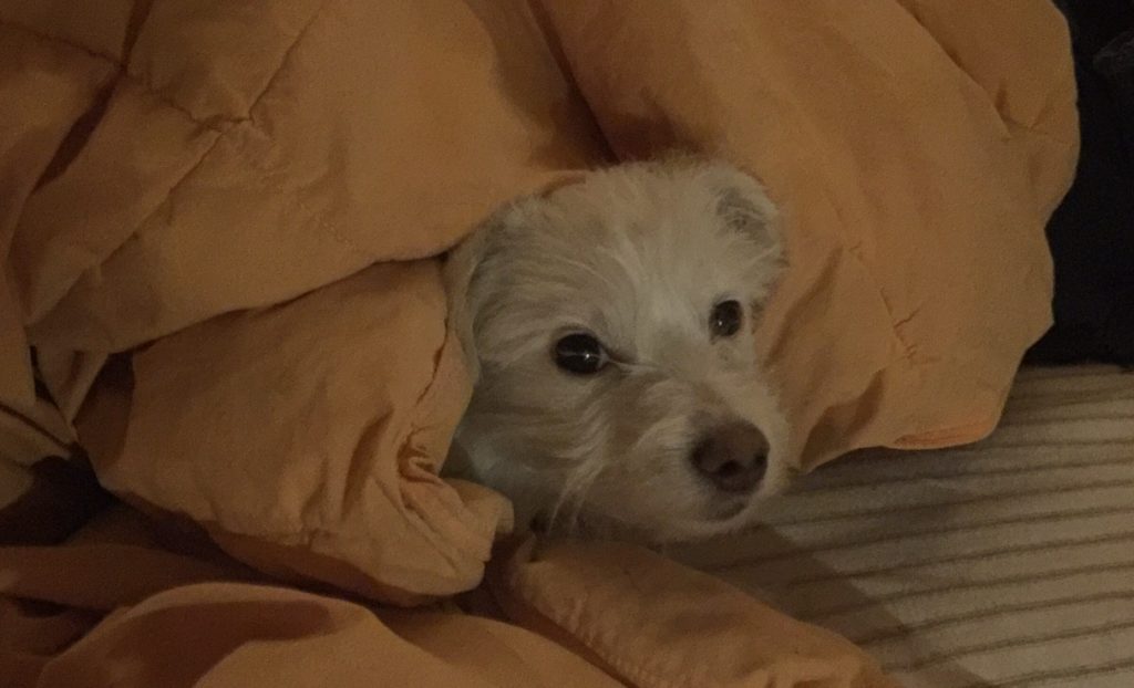 e Dog Peeking Out from the covers