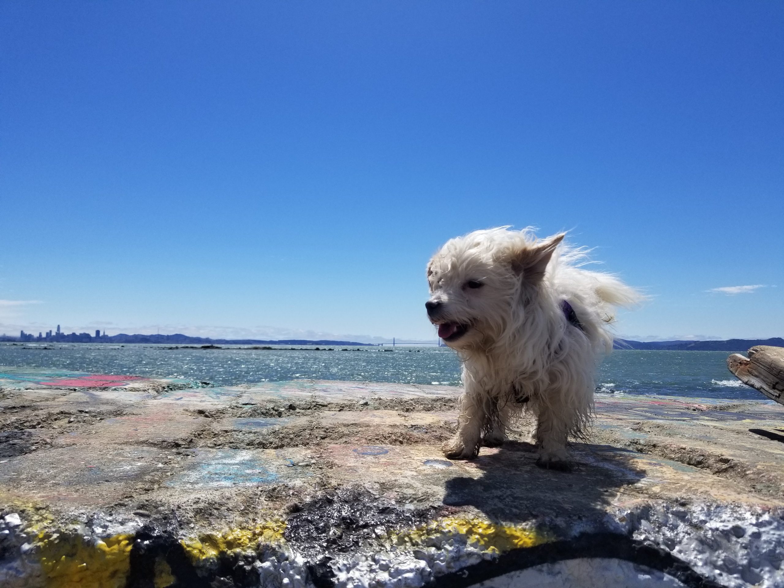 Little white dog smiling with wind swept fur